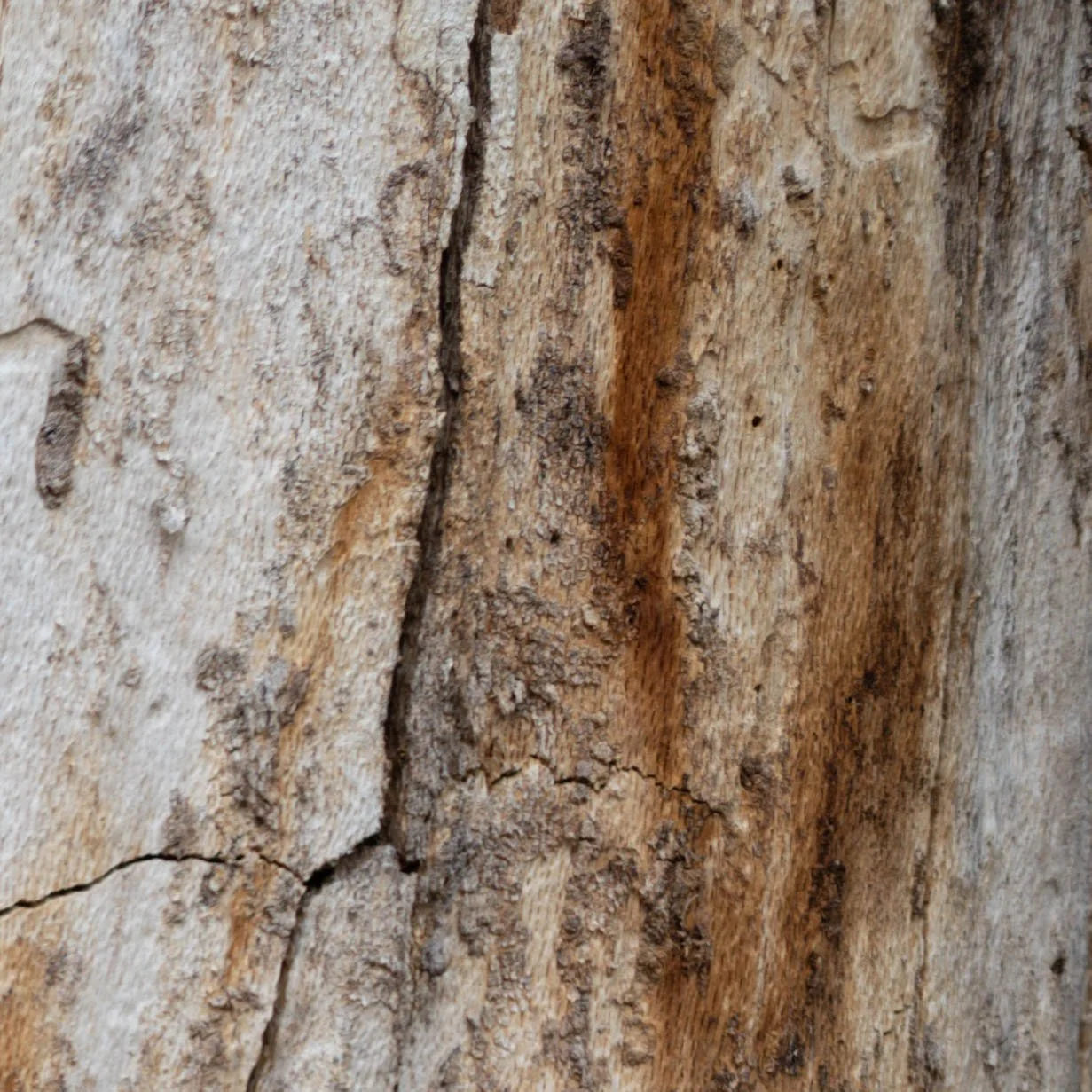 Review: Leica 50mm f/1.4 Summilux ASPH — Jack Takahashi